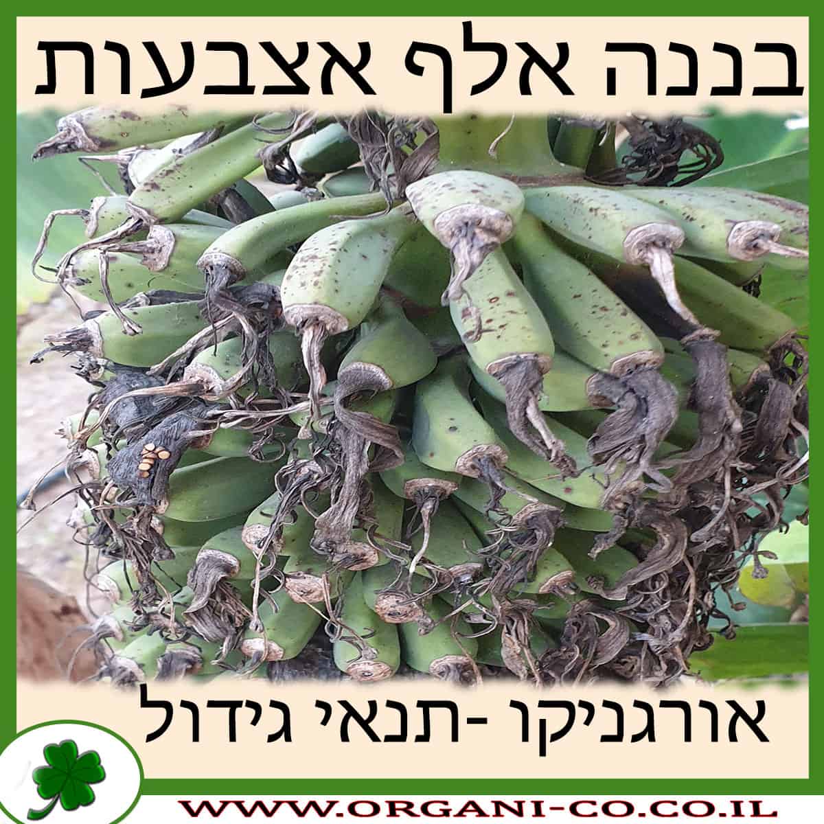 בננה אלף אצבעות