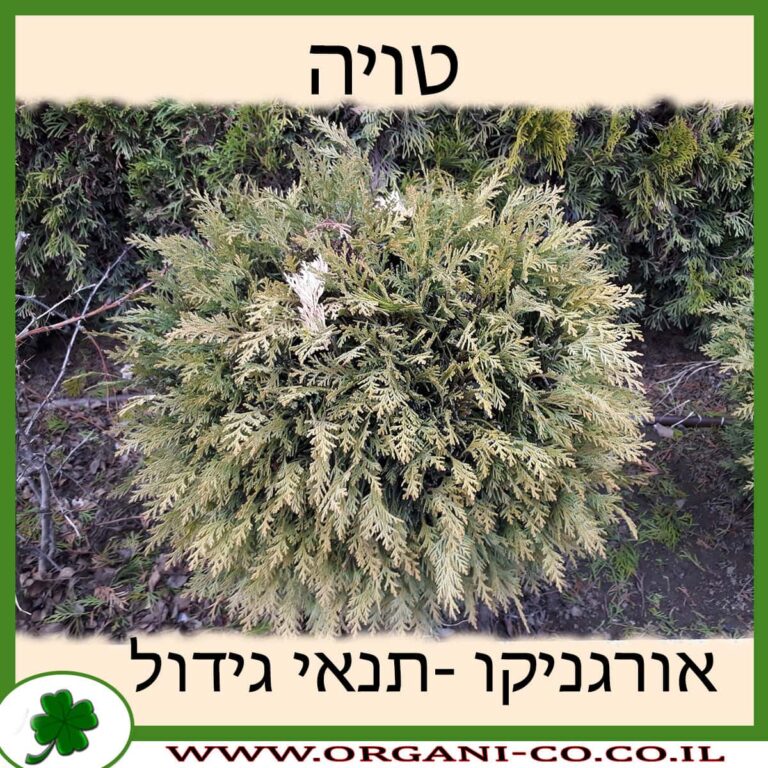 טויה טויה
