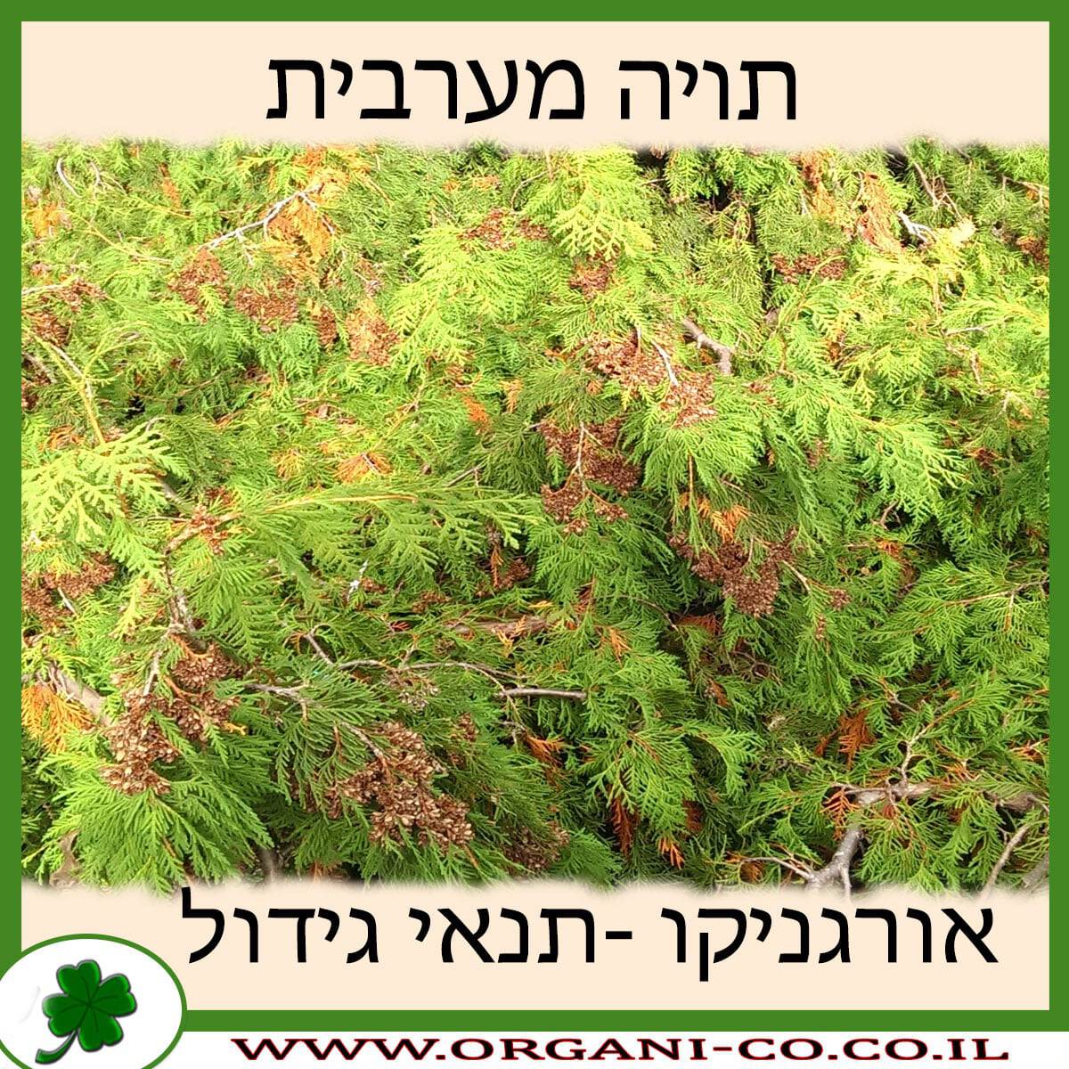 תויה מערבית