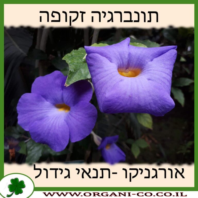 תונברגיה זקופה תונברגיה זקופה