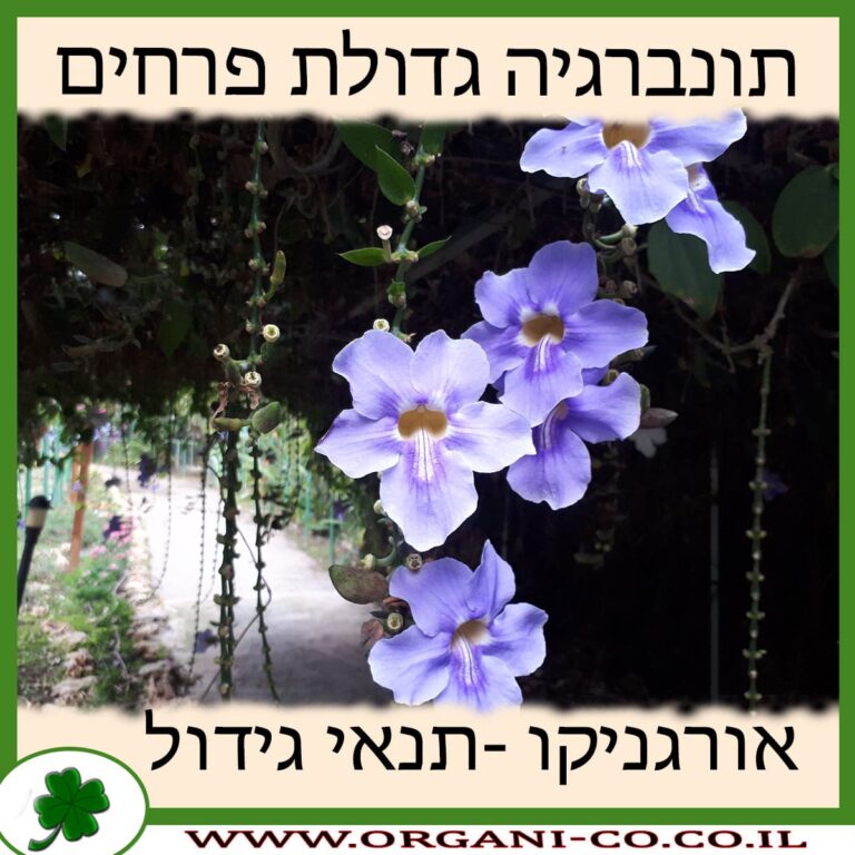 תונברגיה גדולת פרחים תונברגיה גדולת פרחים