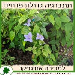תונברגיה גדולת פרחים 10 ליטר