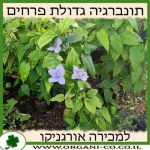 תונברגיה גדולת פרחים למכירה - מחיר