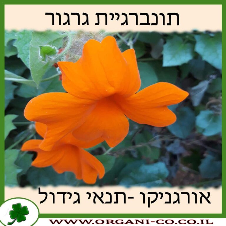 תונברגיית גרגור