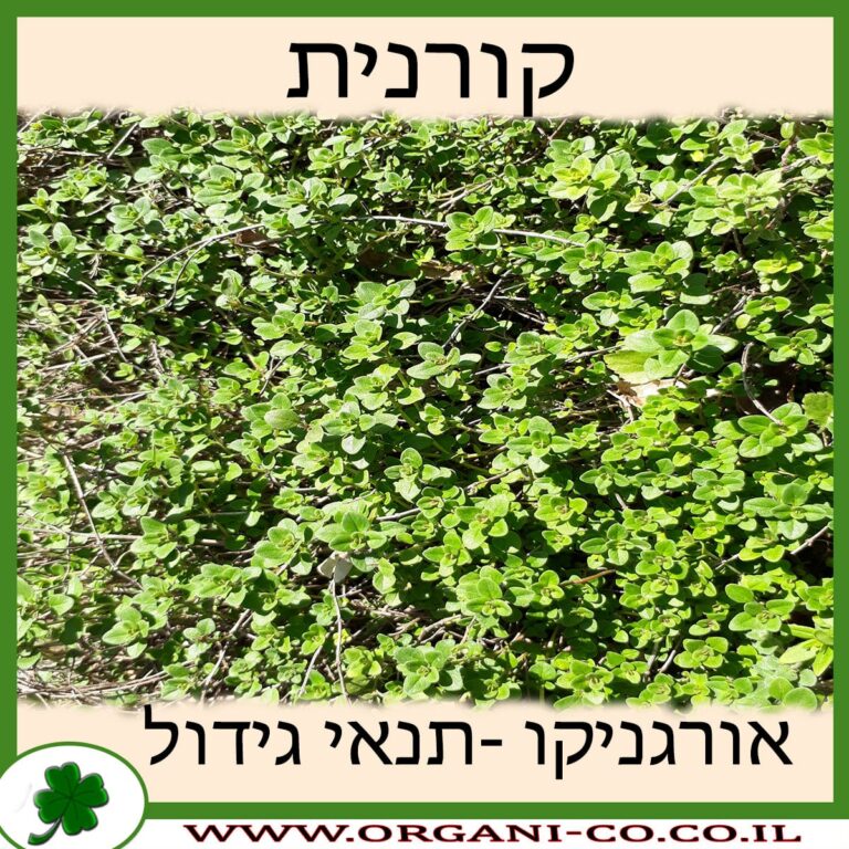 קורנית קורנית גידול צמח