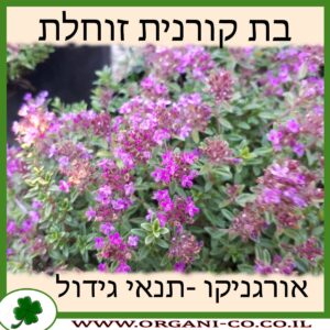 בת קורנית זוחלת