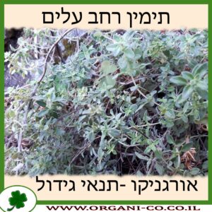 תימין רחב עלים