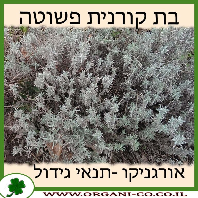 בת קורנית פשוטה
