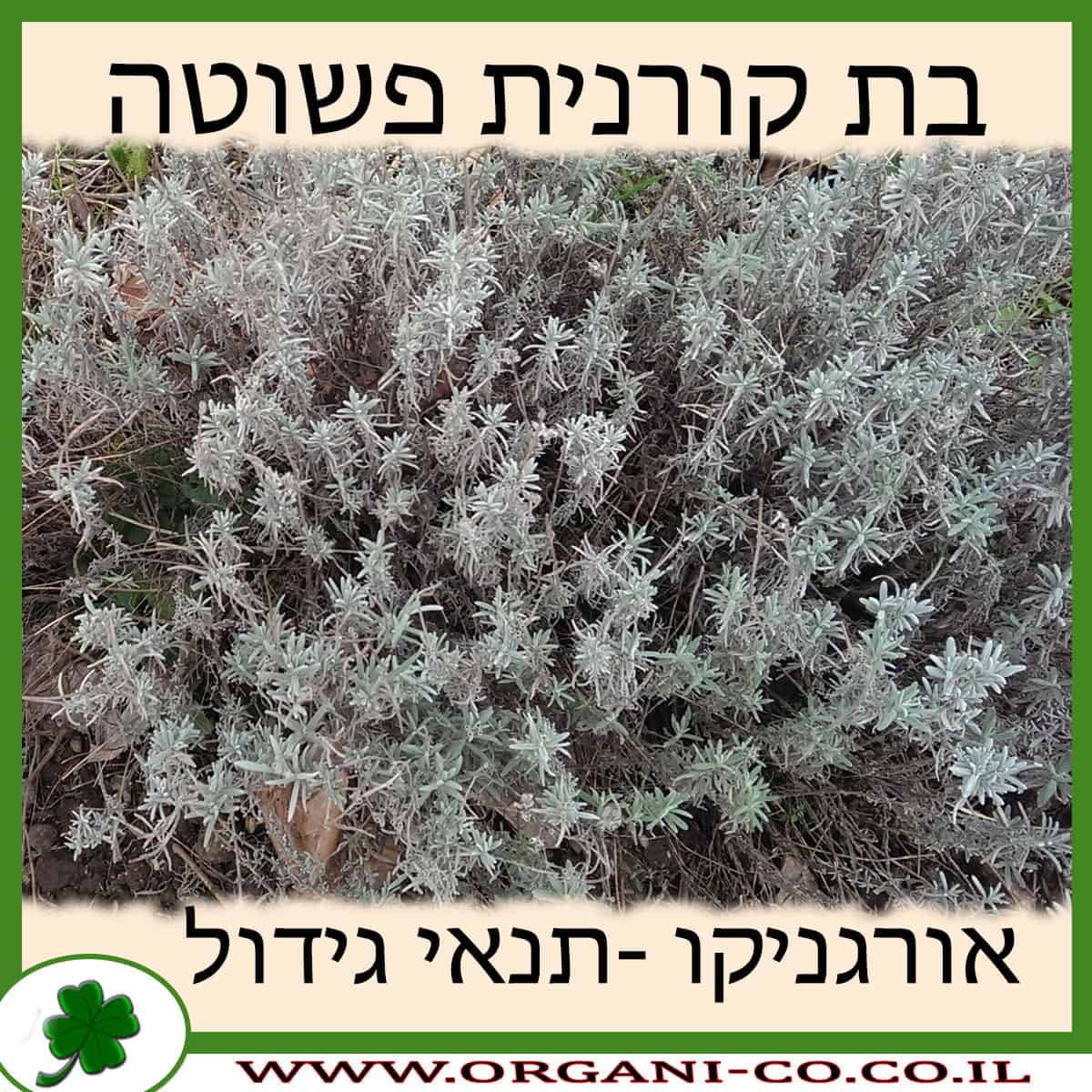 בת קורנית פשוטה