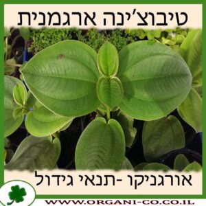 טיבוצ’ינה ארגמנית