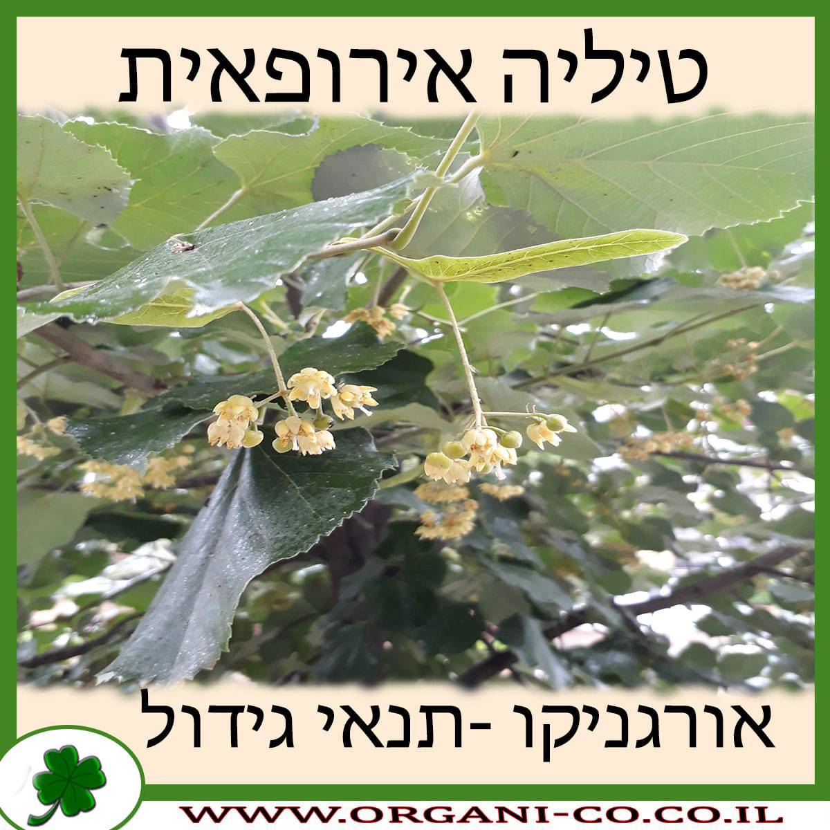 טיליה אירופאית