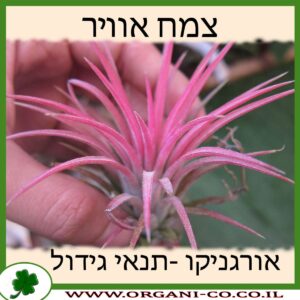 צמח אוויר