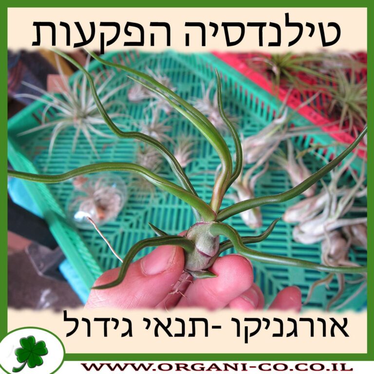 טילנדסיה הפקעות בולבוסה – צמח אוויר טילנדסיה הפקעות