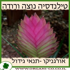 טילנדסיה נוצה ורודה