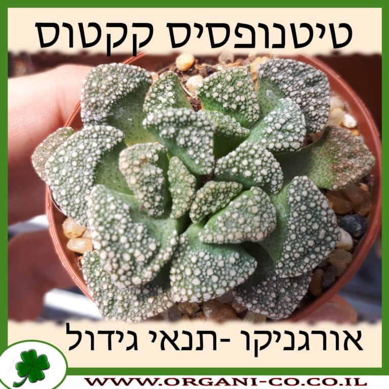 טיטנופסיס קקטוס טיטנופסיס קקטוס