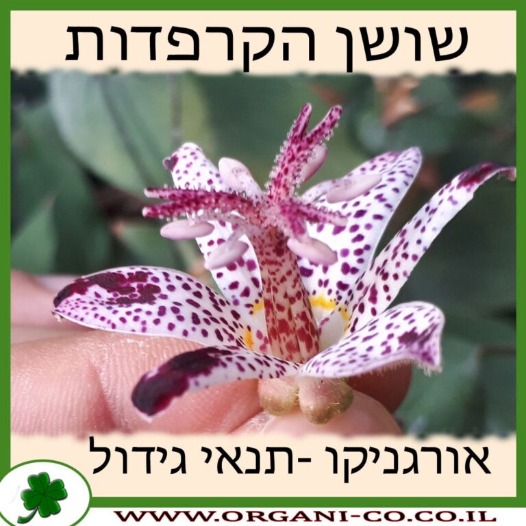 שושן הקרפדות שושן הקרפדות גידול צמח