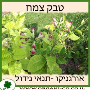 טבק צמח