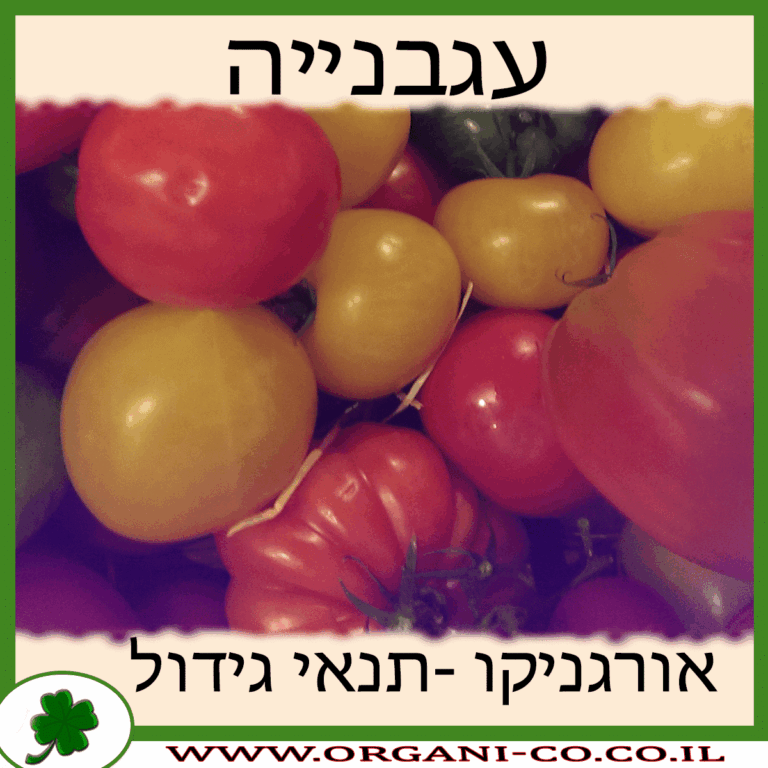 עגבנייה עגבנייה גידול צמח