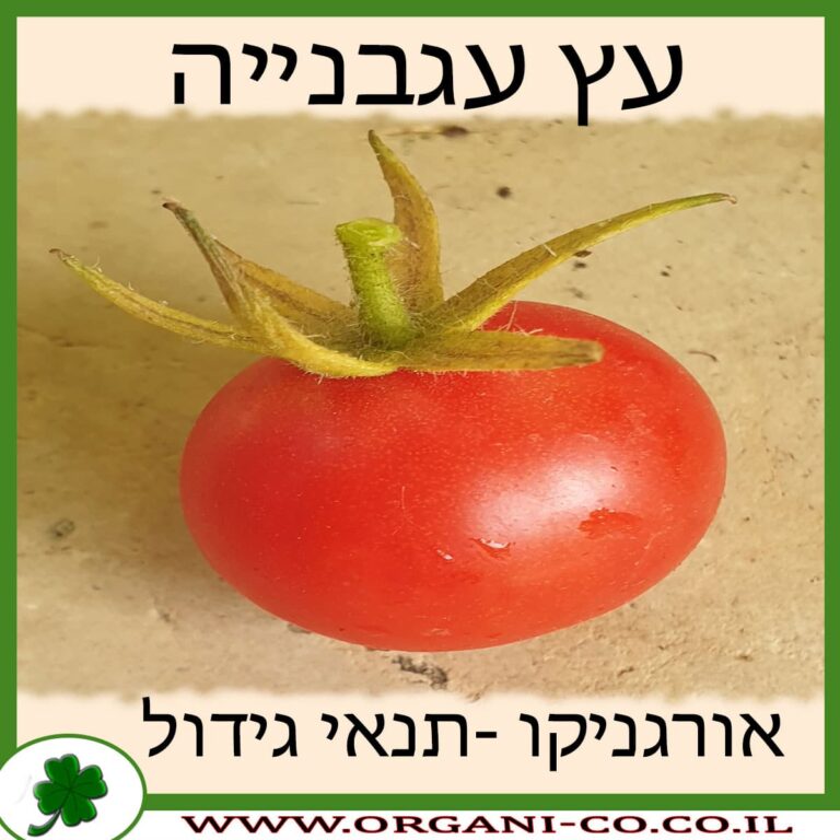 עץ עגבנייה עץ עגבנייה גידול צמח