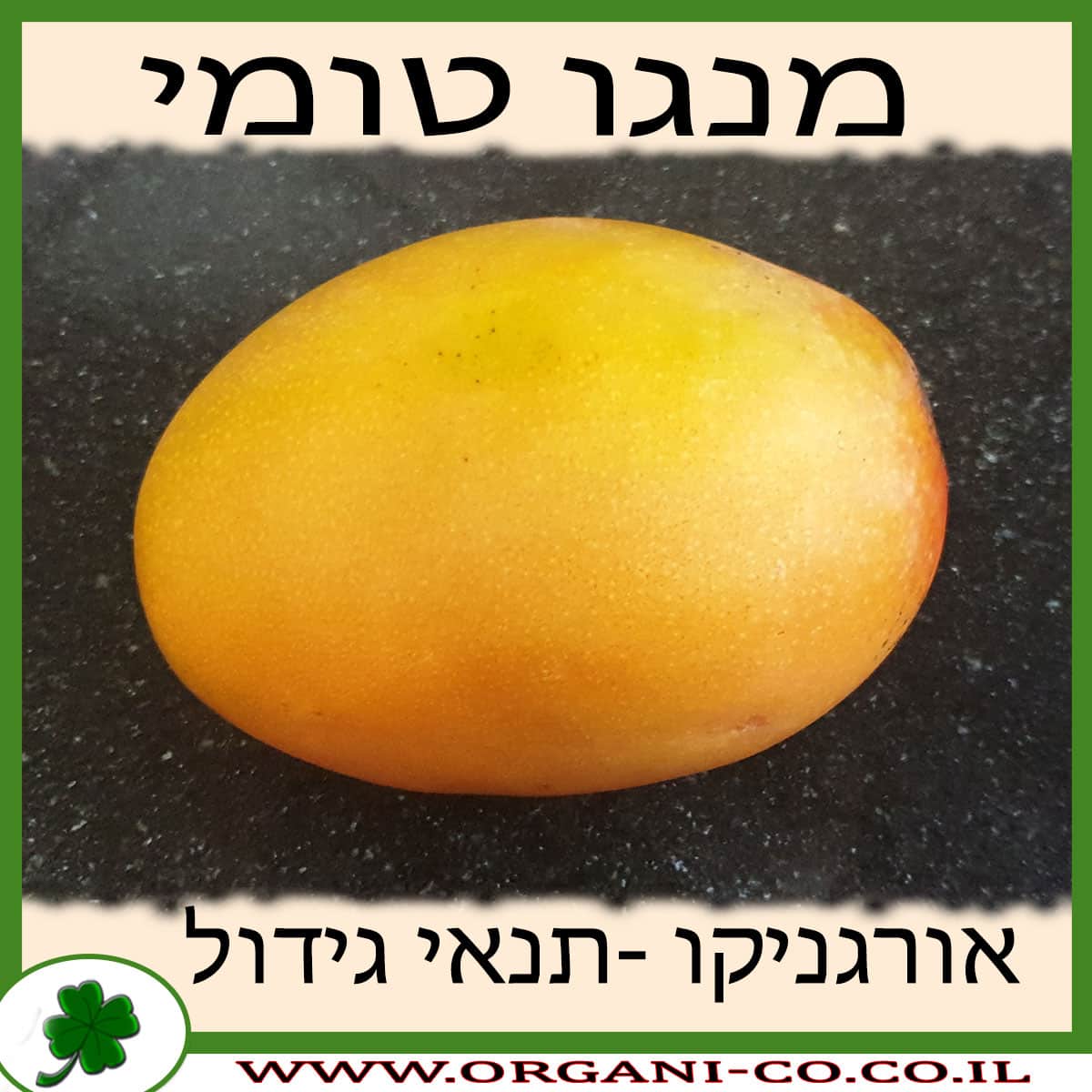 מנגו טומי