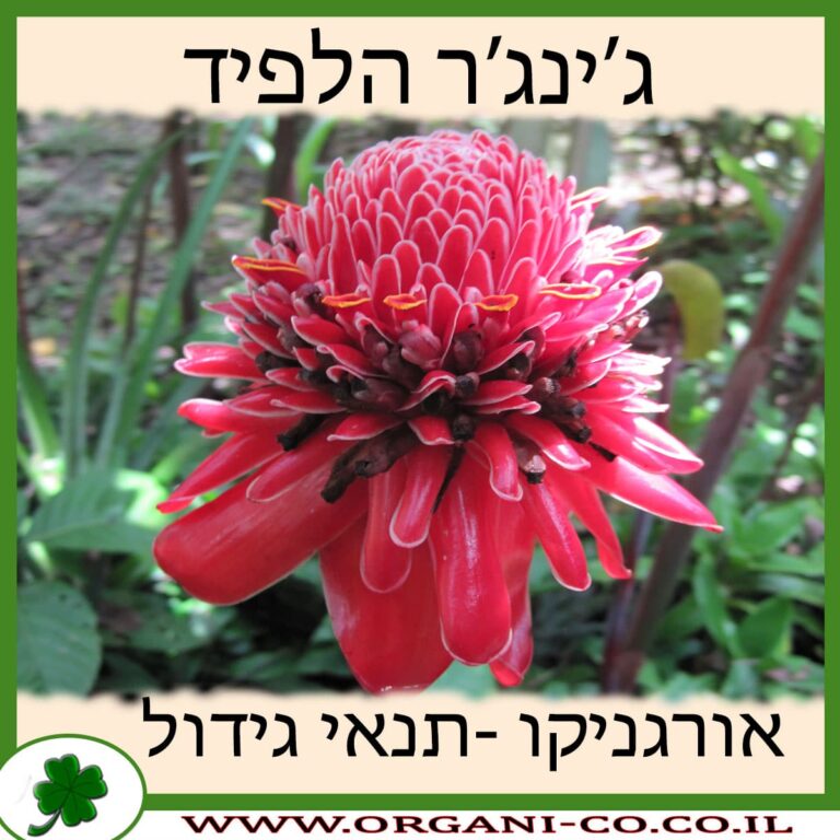 ג’ינג’ר הלפיד ג’ינג’ר הלפיד