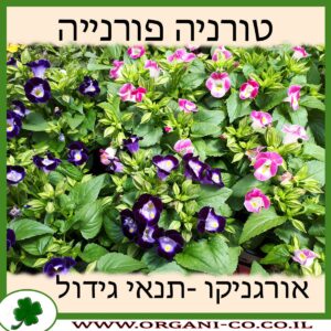 טורניה פורנייה