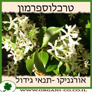 טרכלוספרמון