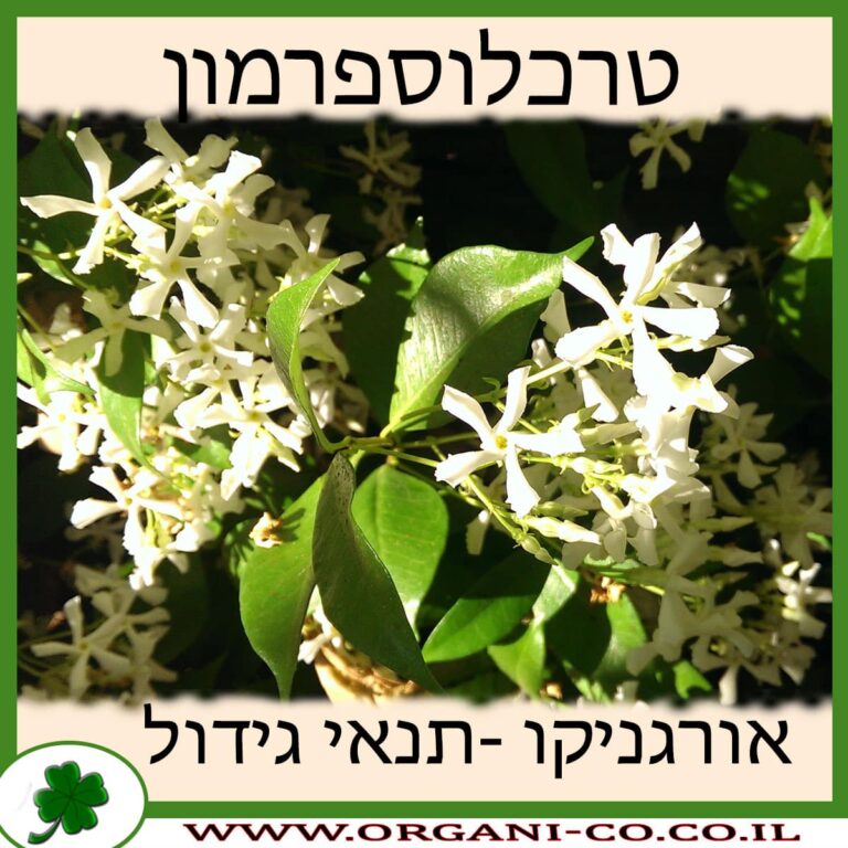 טרכלוספרמון טרכלוספרמון