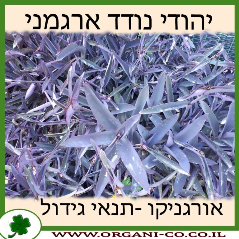 יהודי נודד ארגמני יהודי נודד ארגמני