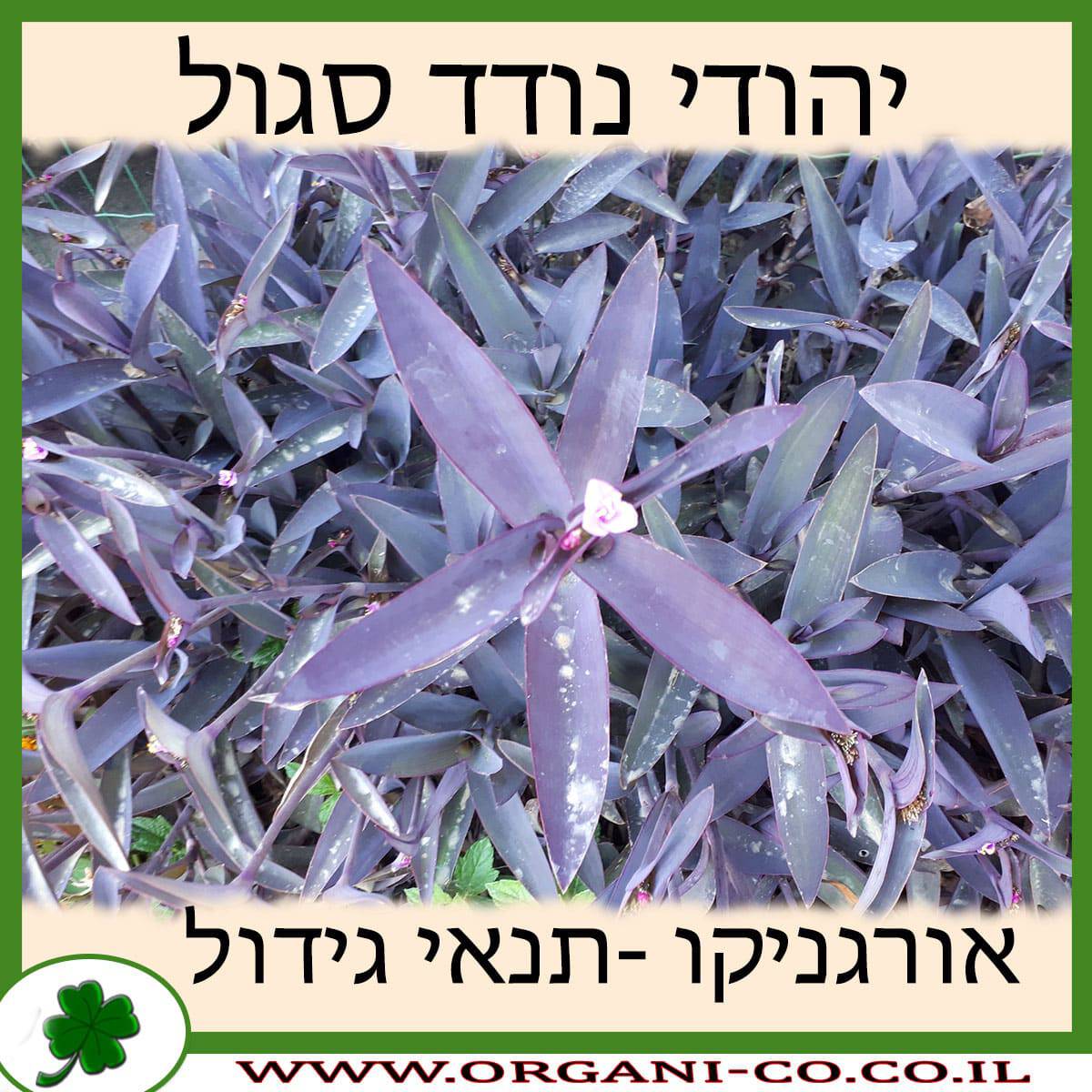 יהודי נודד סגול