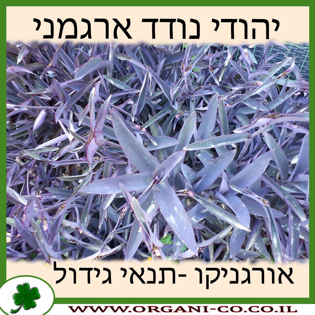 יהודי נודד ארגמני