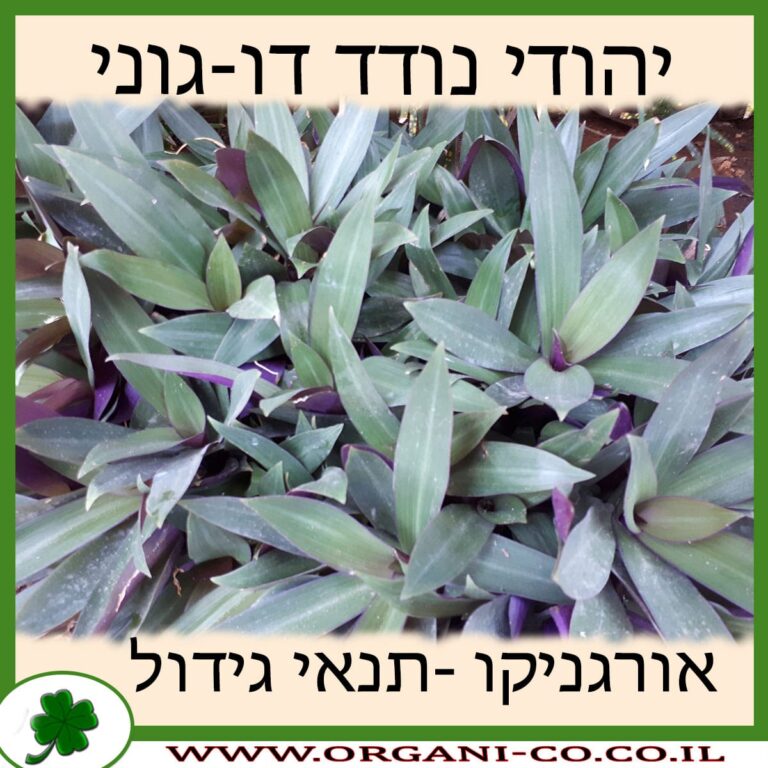 יהודי נודד דו-גוני יהודי נודד דו-גוני