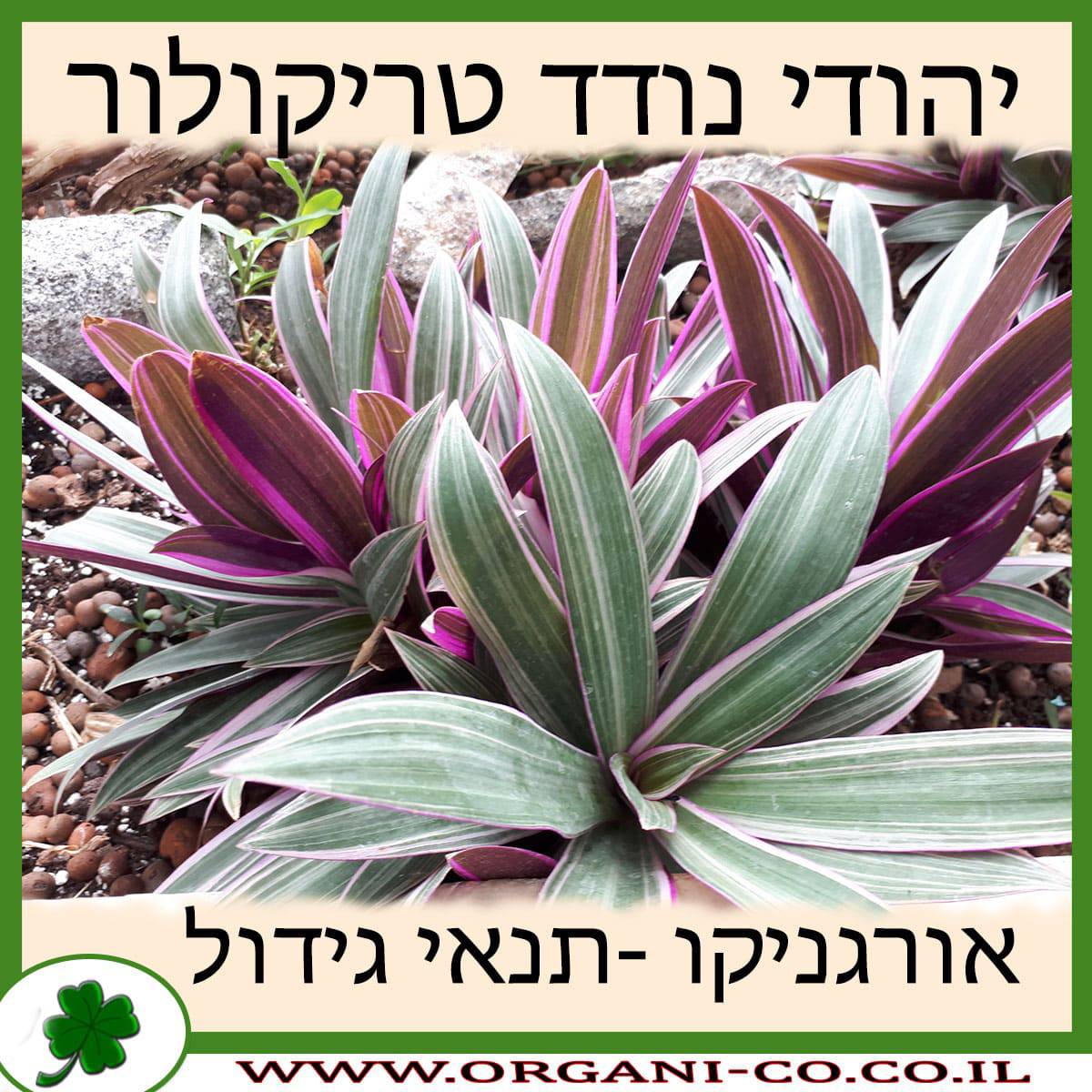 יהודי נודד טריקולור