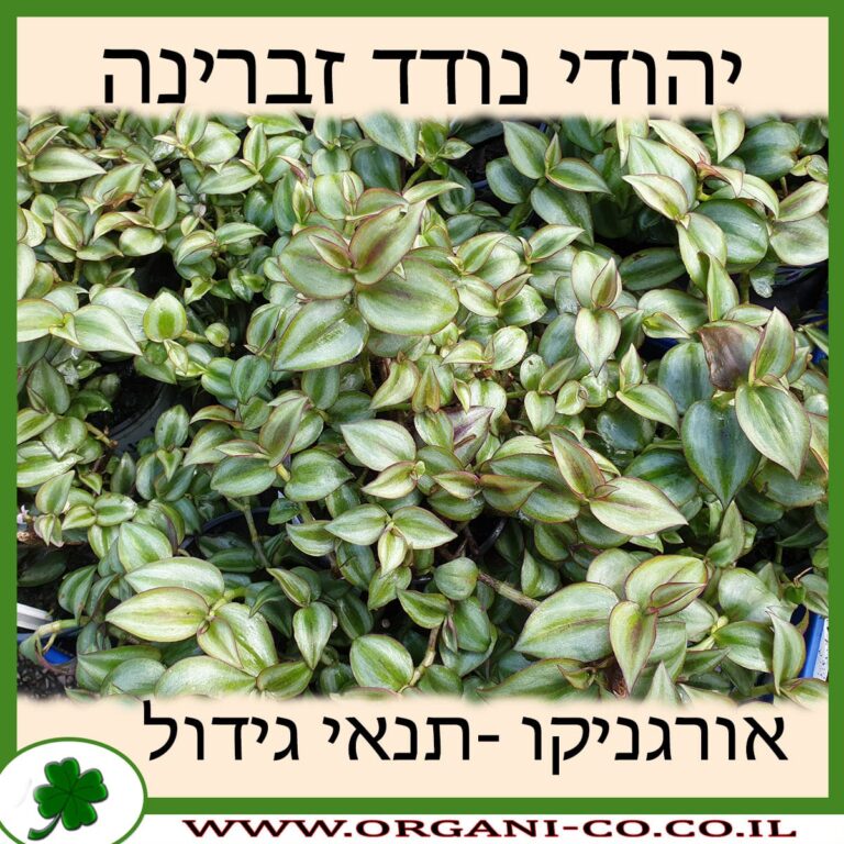 יהודי נודד זברינה יהודי נודד זברינה
