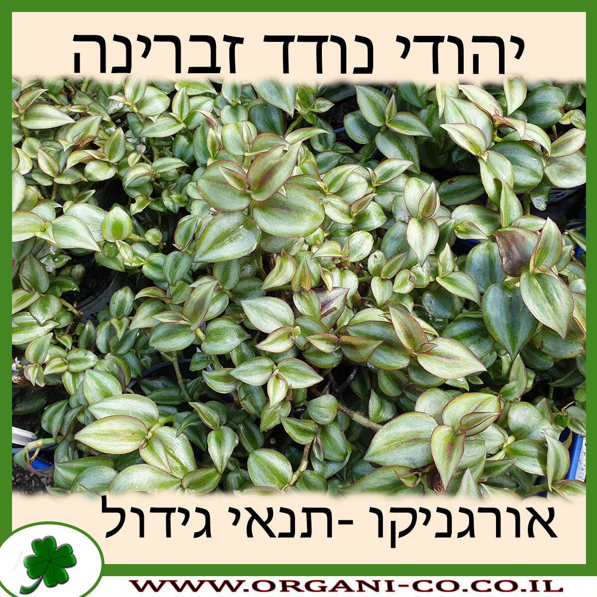 יהודי נודד זברינה