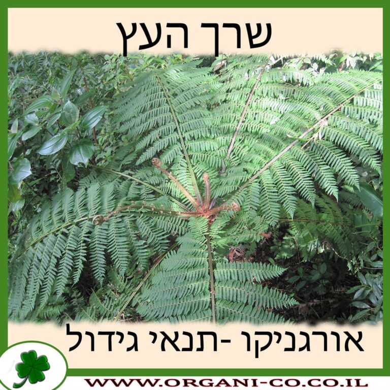 שרך העץ שרך העץ