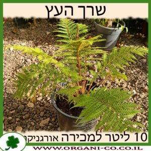 שרך העץ 10 ליטר למכירה - מחיר