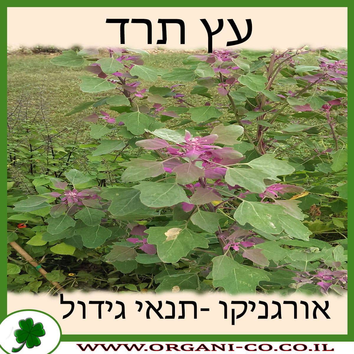 עץ תרד גידול צמח