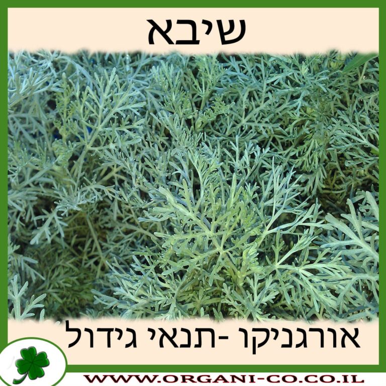 שיבה שיבה גידול צמח