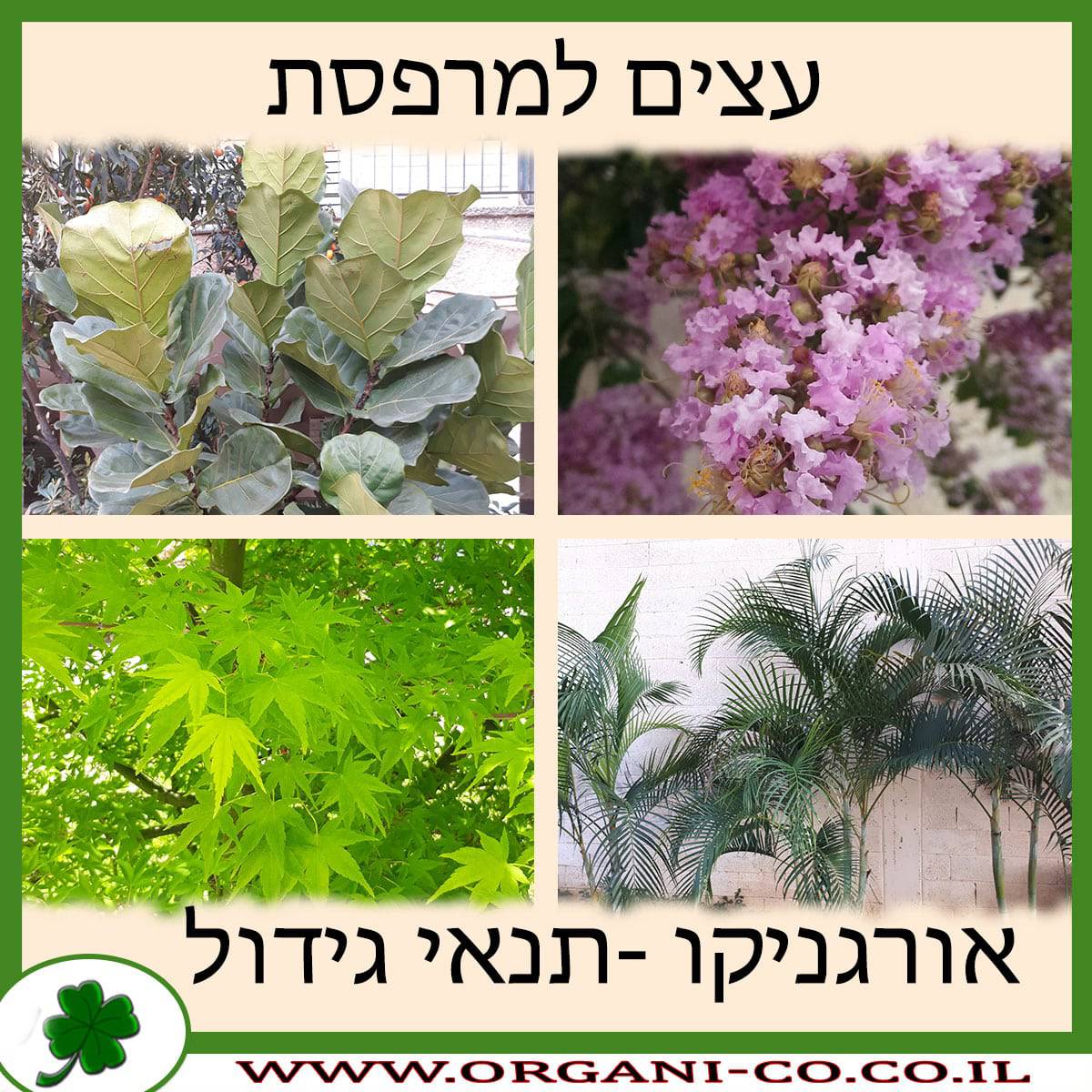 עצים למרפסת