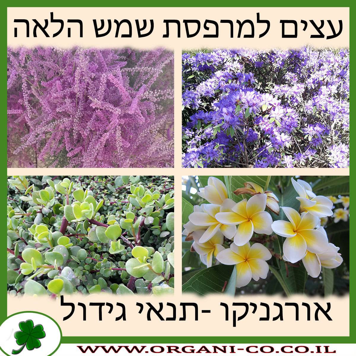 עצים למרפסת שמש מלאה