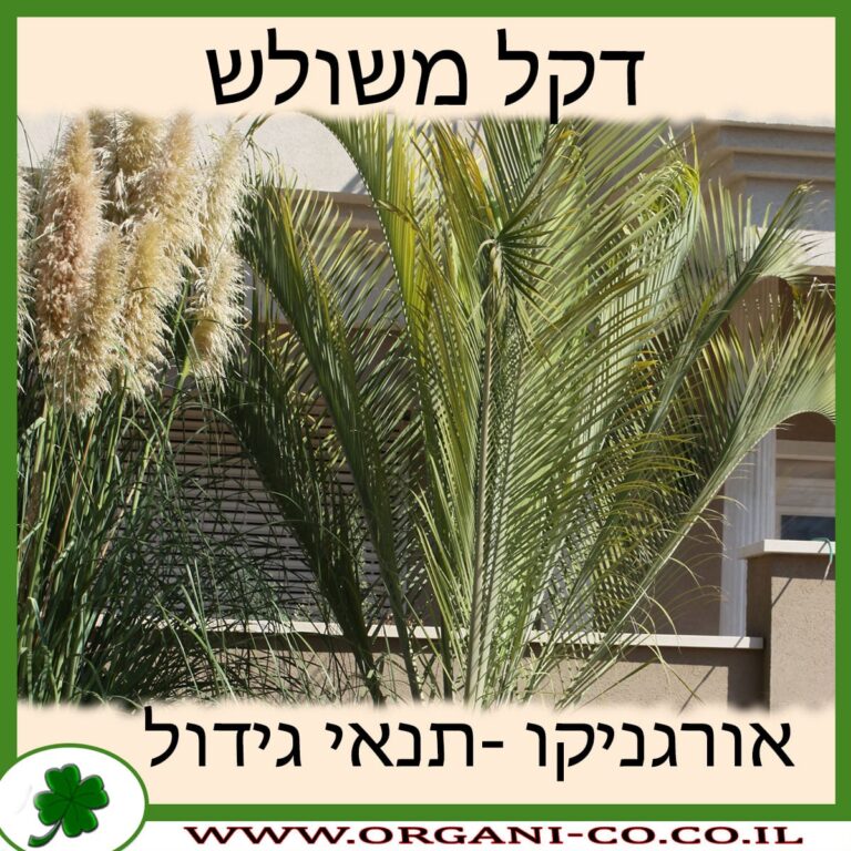 דקל משולש דקל משולש