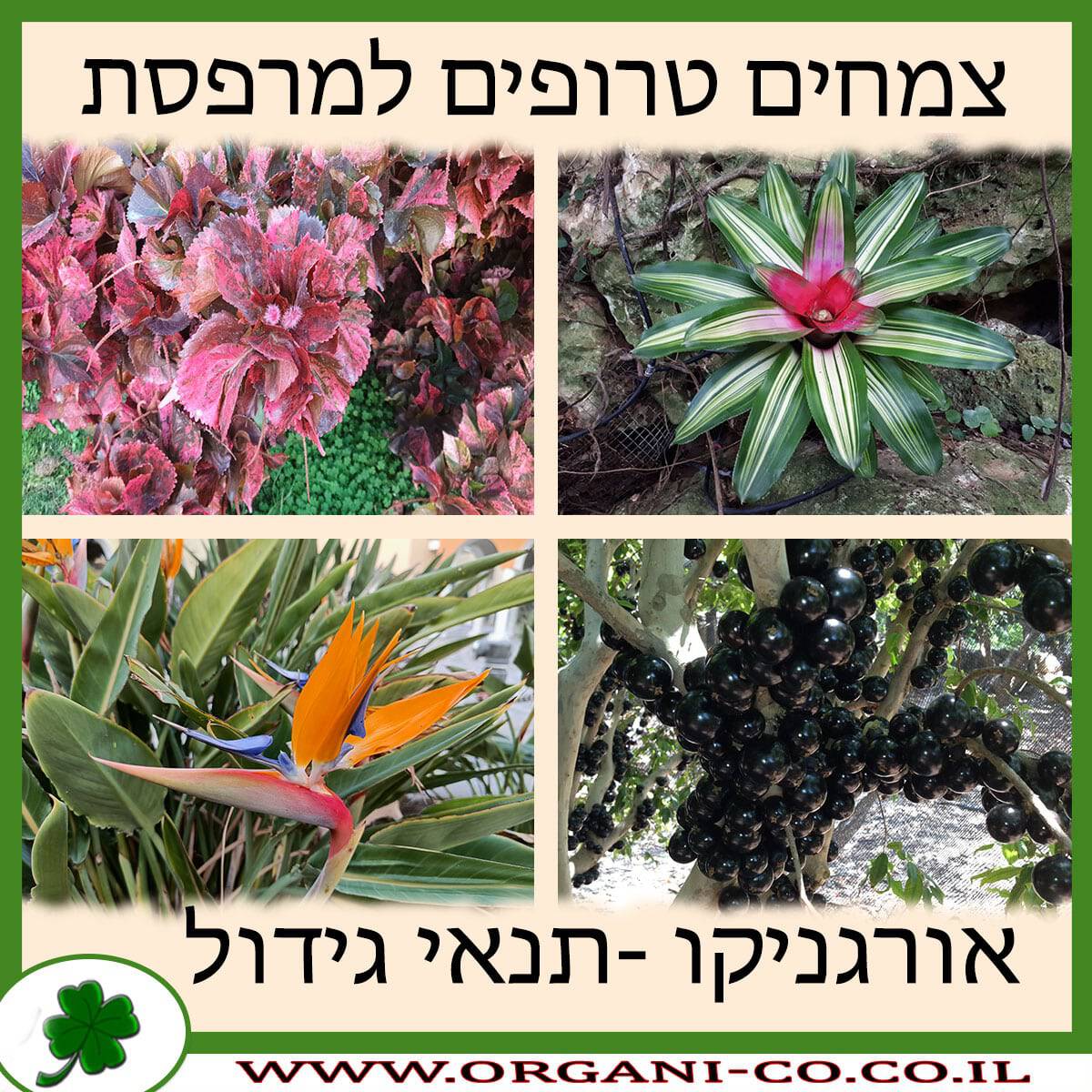 צמחים טרופיים למרפסת