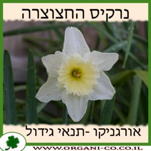 נרקיס החצוצרה