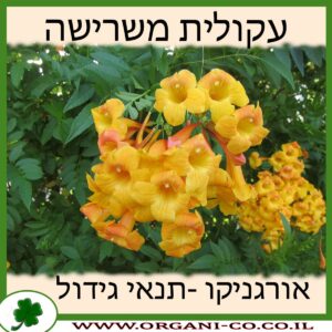 עקולית משרישה