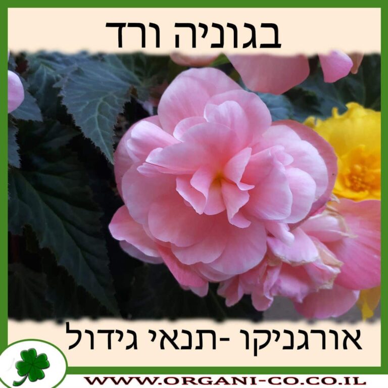בגוניה ורד בגוניה ורד תנאי גידול