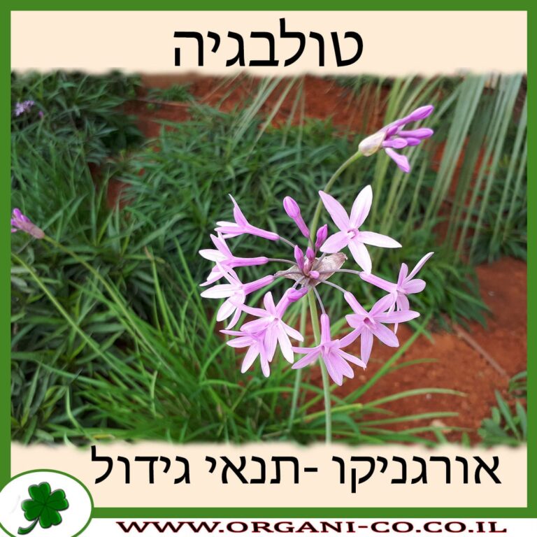 טולבגיה