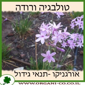 טולבגיה ורודה