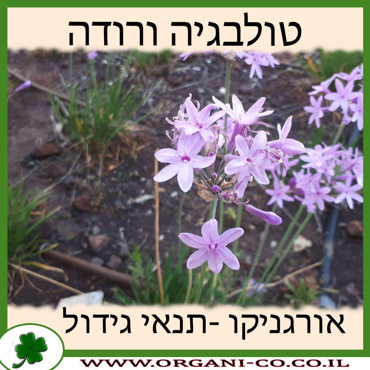 טולבגיה ורודה