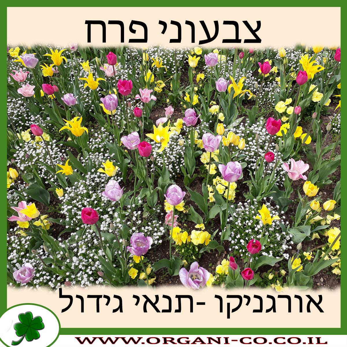 צבעוני פרח